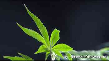 Denver hit $500 million in marijuana tax revenue. So where does the money go?