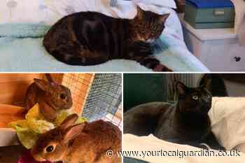 RSPCA pets looking for forever homes in south London