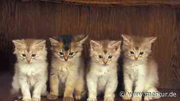 Tierheime prall gefüllt: Zu viele Katzen in Hessen? – Hundehalter drohen mit Einschläferung