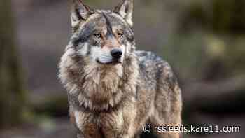 U of M study suggests humans have impacted how wolves hunt deer