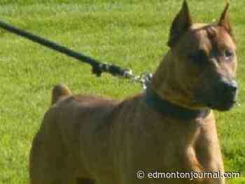 City issues warning to pet owners after Edmonton dog attacks increased 18 per cent year-over-year