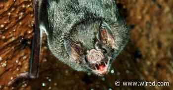 The Vampire Bat Is Moving Closer to the US. That’s a Problem
