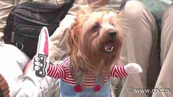 Pre-Halloween hype: See how people celebrated around the world