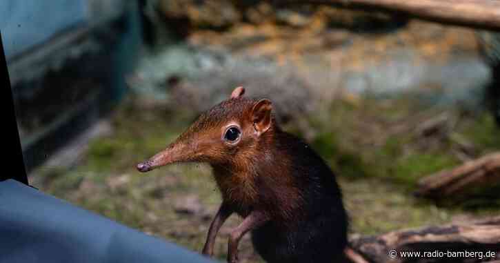 Rüsselhündchen ziehen aus Leipzig in Tierpark Hellabrunn