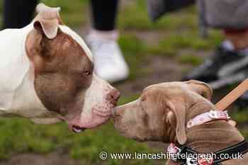 American XL Bully dog breed to be banned from December
