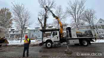 Forester hopes to catch up on Winnipeg elm removals as fewer diseased trees found in 2023