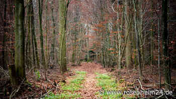 Tote Frau in Waldstück im Kreis Ebersberg gefunden? Vermeintlicher Leichenfund sorgt für Aufregung