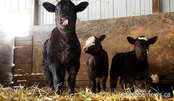 Ag producers in Saskatchewan call for barn heating exemption to be implemented