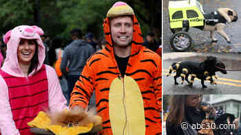 It takes a village to save beloved Halloween Dog Parade