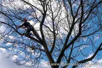 Greenwich: Man who laundered money for rogue tree surgeon is jailed