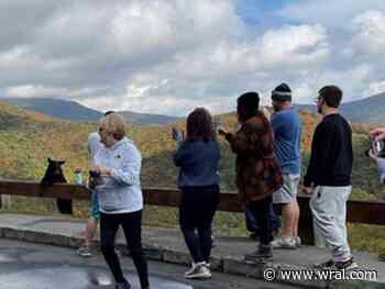8 miles of Blue Ridge Parkway closed after guests try to hold bears