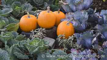 Mondkalender November 2023: Welche Gartenarbeiten in diesem Monat anstehen