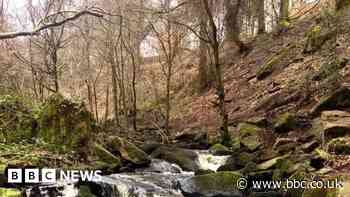 Hundreds oppose felling of diseased trees in Sheffield