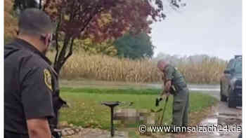 „Gerechtigkeit für Annie“: Reh grausam von Polizist hingerichtet – ohne Grund?