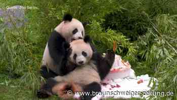 Noch sechs Wochen: Pandabären Pit und Paule verlassen Berliner Zoo