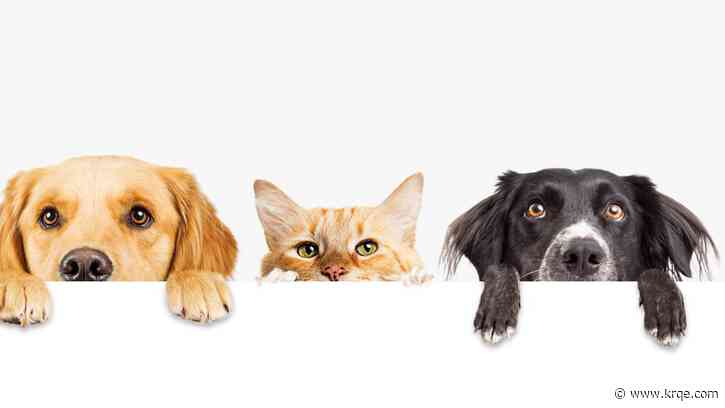 Albuquerque works to reduce animal overpopulation