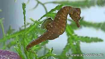 CAU Kiel: Darwintag zur translationalen Evolutionsforschung im Audimax