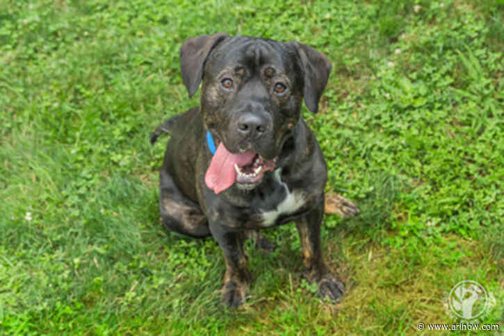 Adoptable Pet of the Week: Meatloaf
