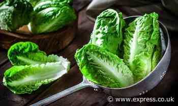 Restore the crispiness of ‘limp lettuce’ within seconds with key ingredient and cold water