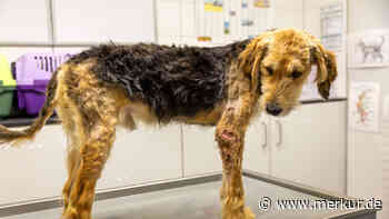 „Schon von weitem gerochen“: Hund mit Bisswunden bis auf die Knochen ins Tierheim gebracht