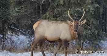 3rd First Nation group wants use of Jasper National Park, saying they were evicted in 1911