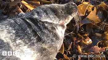 Cornwall seal pierced by fishing hooks saved by rescuers