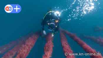 Mehr Algen, weniger Pups: Meeresfutter soll Methanausstoß bei Rindern deutlich reduzieren