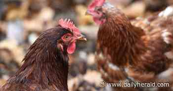 Roselle officials consider backyard chicken coops