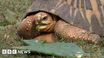 These trafficked animals found shelter in Los Angeles