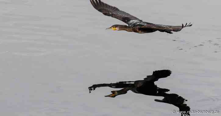 Nabu: «Hetzjagd auf den Kormoran» nicht zielführend