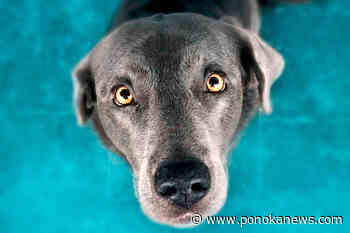 New off-leash dog park in Ponoka is open