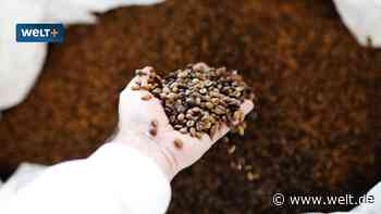 „Es wird weniger für uns alle geben“ – Kaffee wird das neue Gold