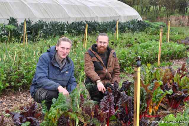 Broers Wietse (32) en Arne (28) leiden bezoekers rond in hun natuurlijke groentetuin: “Het is onze missie om de gezondst mogelijke voeding te kweken”