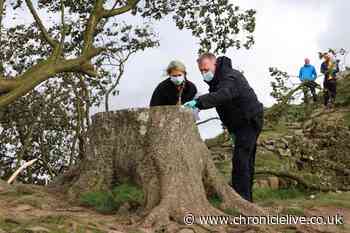 Two further arrests made following 'difficult and complex' investigation into Sycamore Gap felling