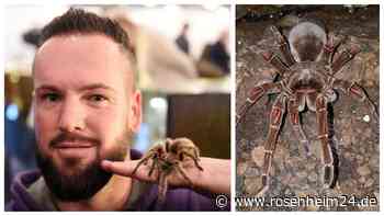 Riesenspinne kommt nach Rosenheim: Das möchte Giovanno Neigert mit seinen Tieren bewirken