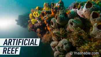 Artificial reefs could offer a new climate solution