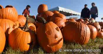 Why you should recycle your Halloween pumpkins -- and where you can do it