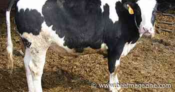 New beef-on-dairy resources available from Iowa Beef Center