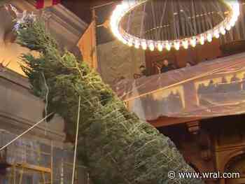 Biltmore hosts annual tree-raising, signals beginning of holiday season