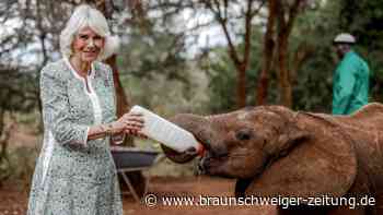 Königin Camilla füttert Baby-Elefanten