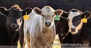 Supplementation options when wheat pasture is short