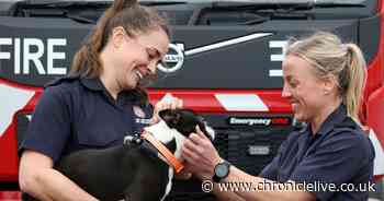 Newcastle Dog and Cat Shelter shares advice for keeping 'traumatised' pets safe on Bonfire Night