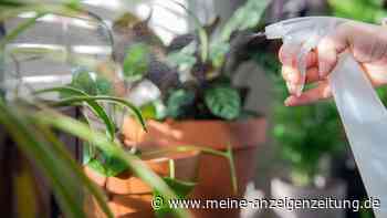 Schmierseife löst in Haus und Garten drei häufige Pflanzen-Probleme