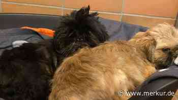 „Gier nach schnell verdientem Geld so groß?“: Tierheim sucht mit 1000-Euro-Belohnung fragwürdigen Züchter