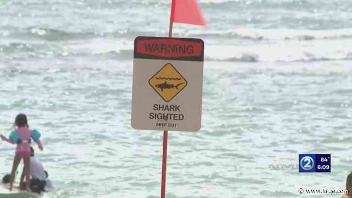 Shark caught on video eating a turtle prompts beach warning in Hawaii