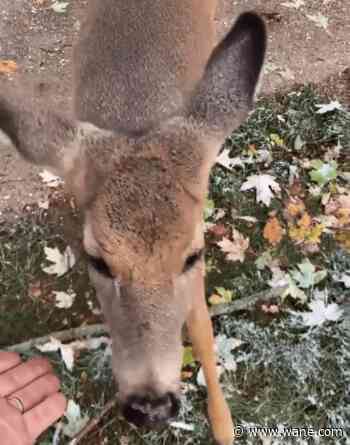 WATCH: Angola man meets, pets friendly deer in Michigan
