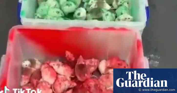 Man arrested after rodents released in Birmingham McDonald’s in Gaza protest