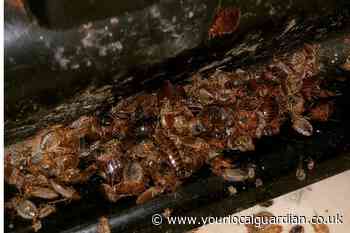 Bed bug warning issued for car, bus and taxi travellers