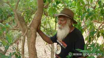 How a croc bite, and quick thinking, could make for a world-beating pain relief remedy