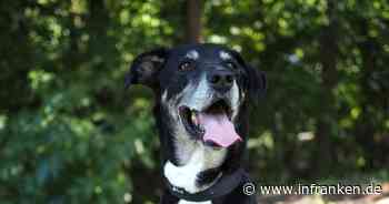 Tierheim Bayreuth trauert um "besonderen" Hund Toni - "das hättest du nicht verdient"
